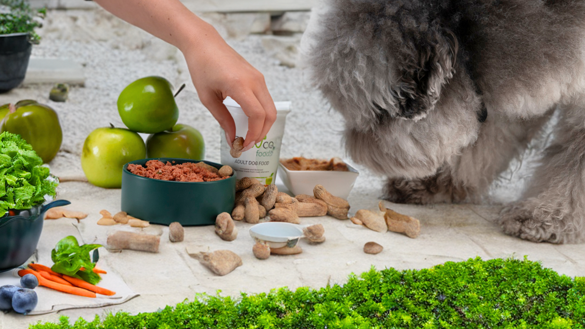 Person's hand placing a treat into a bowl of vegan dog food next to a fluffy gray dog sniffing the food. Green apples and PawCo Foods containers are visible in the background.